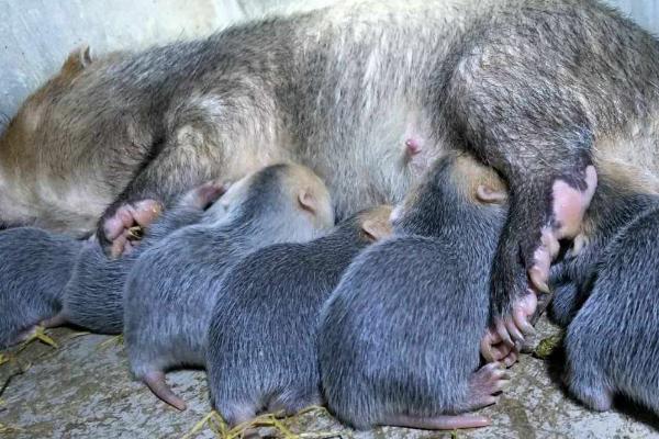 2018年农村养什么比较赚钱，肉鸽、竹鼠、肉驴等动物均可选择