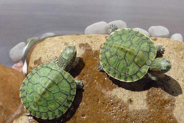 巴西龟白眼病，根本原因是水质太差