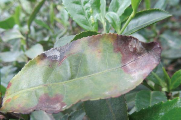 茶饼病怎么防治，清除杂草并增施磷钾肥可减轻发病