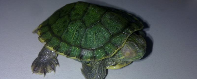 小乌龟为什么不睁眼，一般是患有白眼病