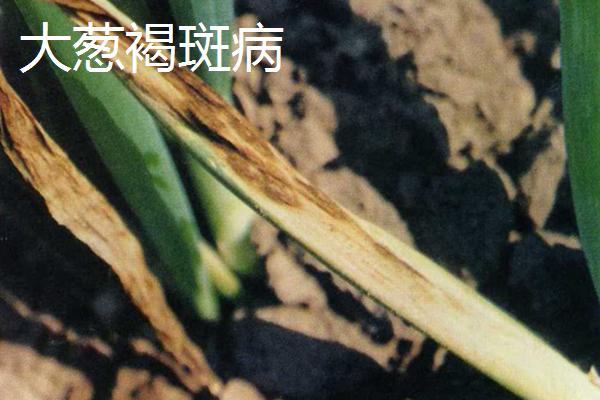 大葱病虫害特征及防治办法，需对症下药