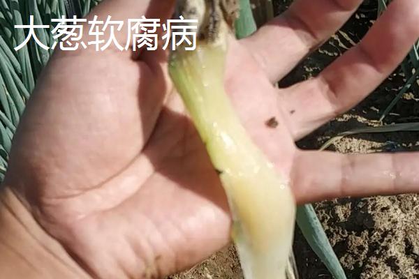 大葱病虫害特征及防治办法，需对症下药