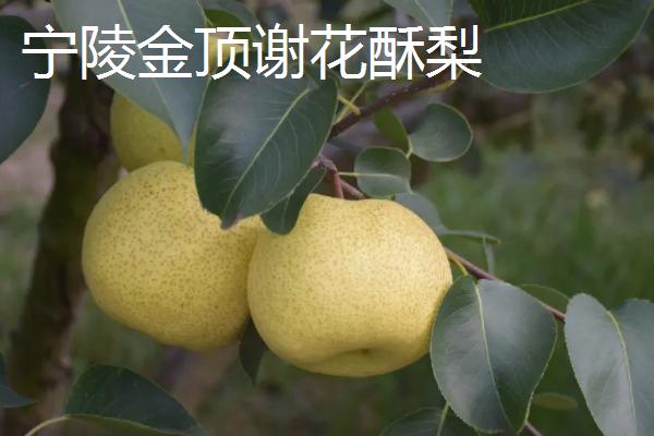 河南省宁陵县的特产，传统特产为金顶谢花酥梨