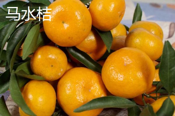 中晚熟柑橘品种，砂糖橘常在12月底上市