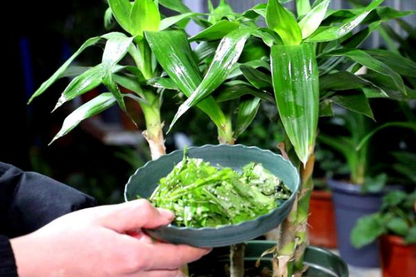怎么养富贵竹才能让它更旺盛，种植过程中要注意定期施肥