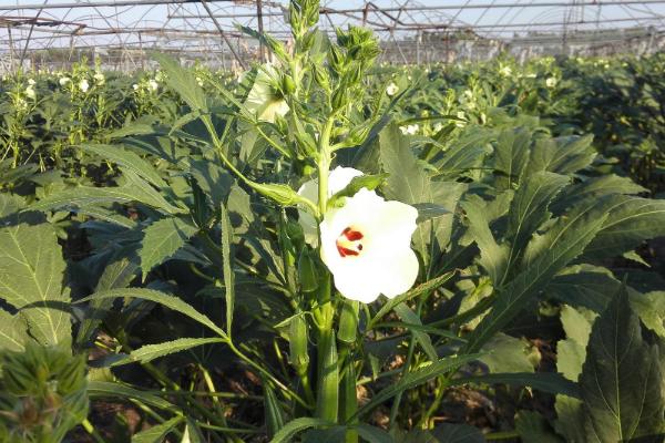 塑料大棚种什么比较赚钱，种植食用菌通常具有可观的效益