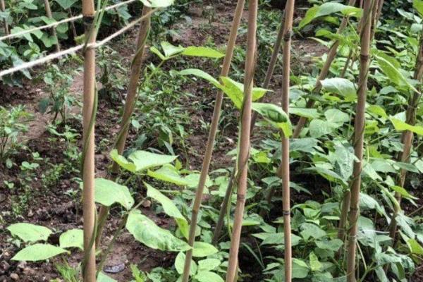 搭建豆角架的方法，小规模种植可进行单组搭架