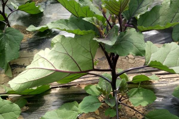 茄子剪叶注意事项，多雨季节应多剪叶