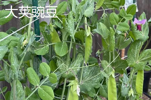 品质好的荷兰豆品种，大荚豌豆的亩产量可达到1200公斤