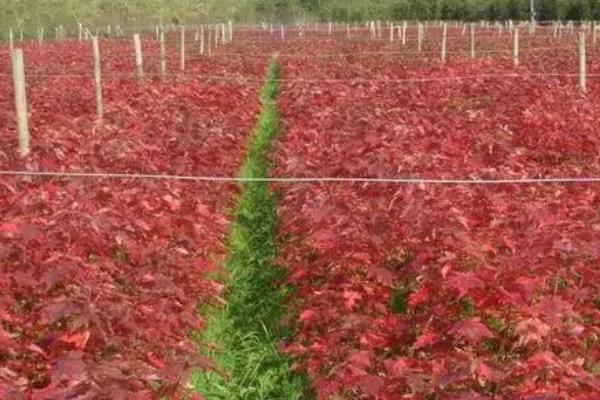 红枫树苗怎么种植，春秋季节可在露地上扦插