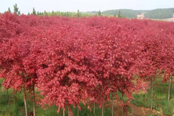 红枫树苗怎么种植，春秋季节可在露地上扦插