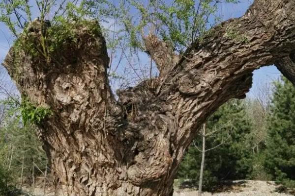 黑木耳种植管理方法，接种时要避免菌种受到阳光直射