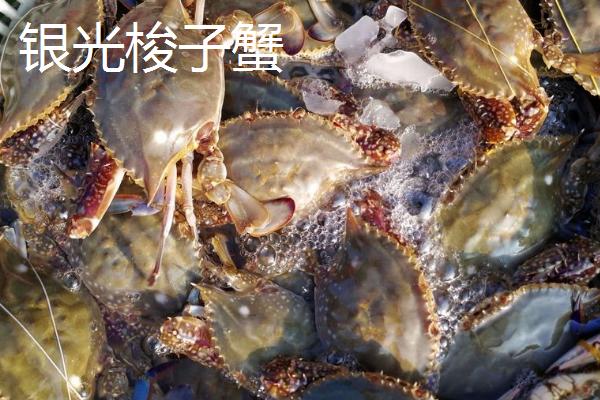 我国梭子蟹的主产地，主产于浙江、山东、福建等省份的沿海区域