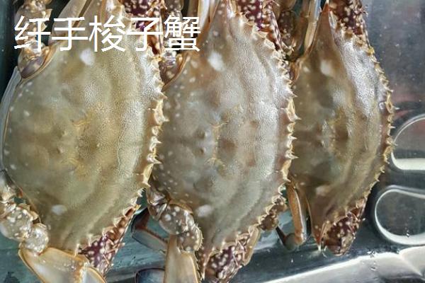 我国梭子蟹的主产地，主产于浙江、山东、福建等省份的沿海区域