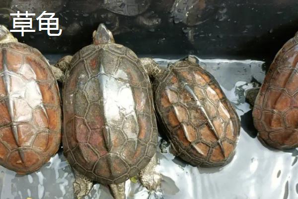 乌龟品种介绍，不同品种体型大小不一