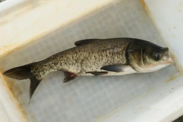 胖头鱼简介，也叫鳙鱼、花鲢