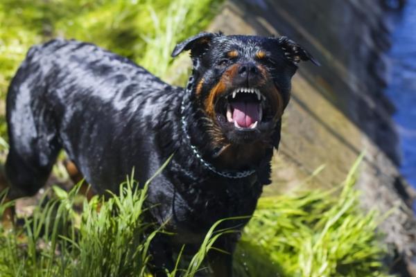 如何训练罗威纳犬，可用撕咬物品进行调引