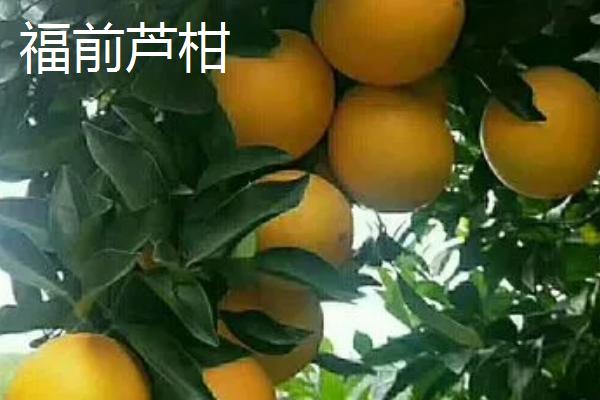 福建安溪县的特产，是“中国乌龙茶（名茶）之乡”