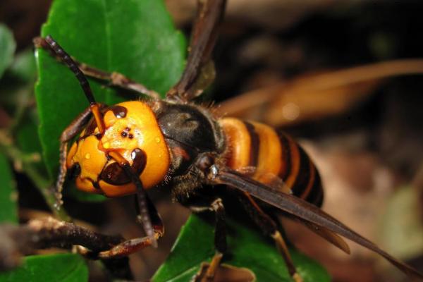 虎头蜂简介，是杂食偏肉食性昆虫