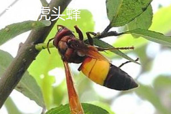 虎头蜂简介，是杂食偏肉食性昆虫