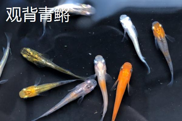 家养观赏冷水鱼品种，根据自己的喜好选择