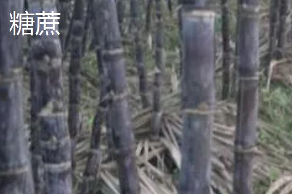 甘蔗的产地，广东、广西和湖南等地均有栽培