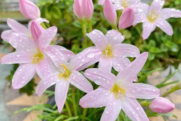 风雨兰叶子变黄的原因，土壤板、水分不合理等导致