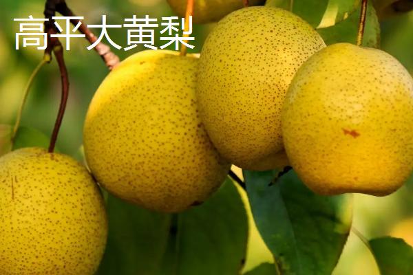 山西高平市的特产，晋城荆条花蜂蜜是全国农产品地理标志