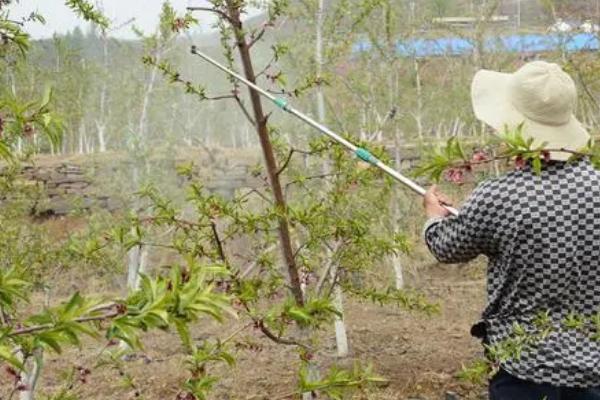 夏季桃园怎么喷药防治病虫害，需根据病虫害的具体类型喷施针对性药剂