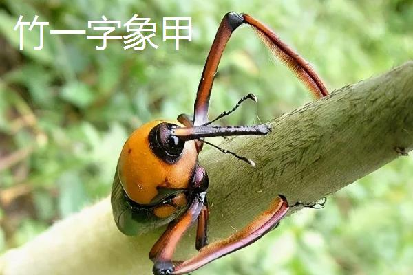 竹笋象鼻虫的外观特点，成虫身体呈梭形、颜色红棕且具有光泽