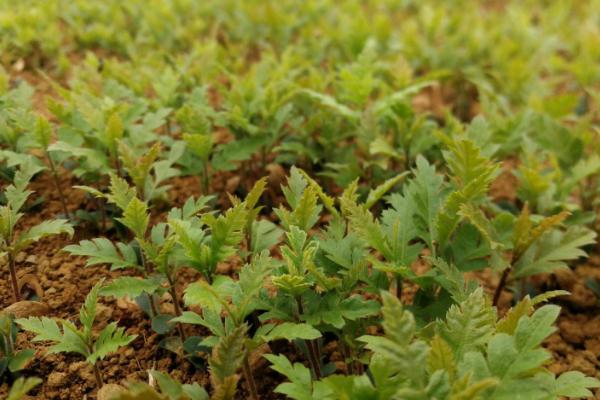 杨梅种子种植方法，在生长健壮的成年树上采集种子