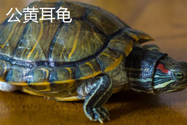 黄耳龟怎么分辨公母，公龟的尾巴要比母龟的粗大