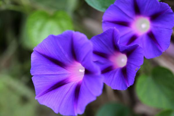 秋天有哪些花盛开，桂花、菊花、玉兰等花卉均在此时开放