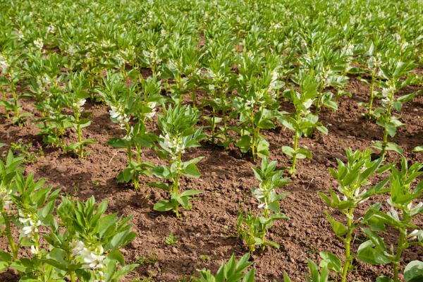 什么是蚕豆，属于豆科、野豌豆属植物