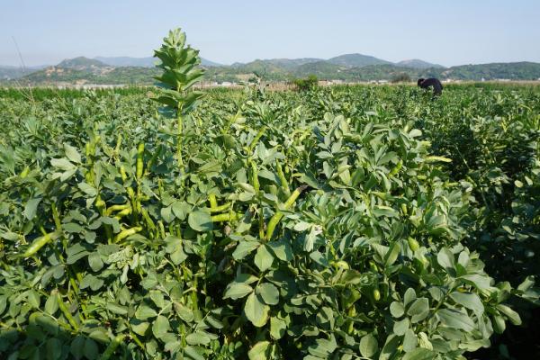 什么是蚕豆，属于豆科、野豌豆属植物