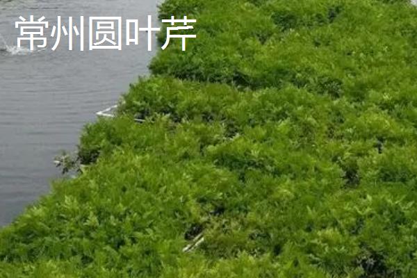 我国优质的水芹品种，包括玉祁实茎芹、苏芹、常熟白芹等种类