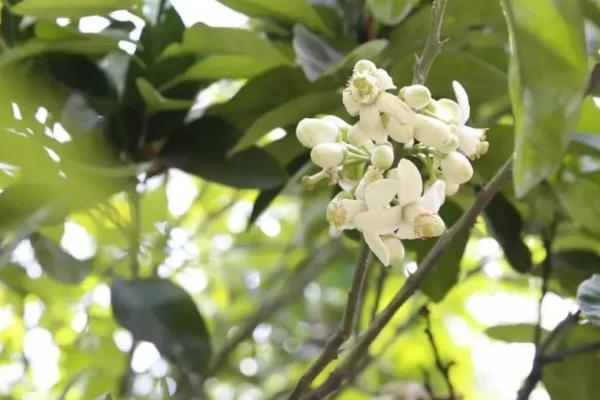 柚子花期雨后怎么管理，需及时开沟排出果园内的积水