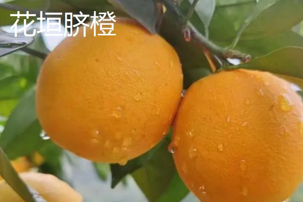 湘西花垣县的特产，脐橙品质优良