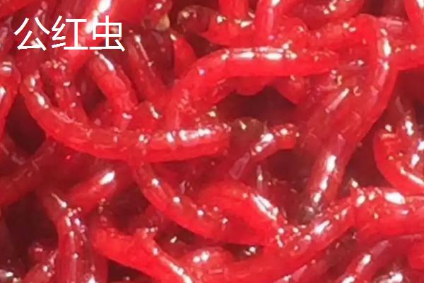 红虫死了还能钓鱼吗，可以钓鱼但效果不如活的