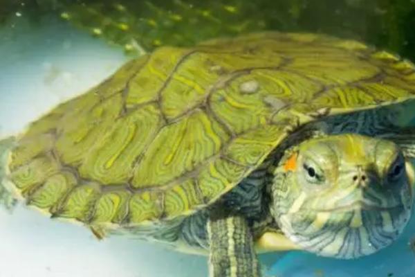 巴西龟需要冬眠吗，温度低于15℃时便会冬眠