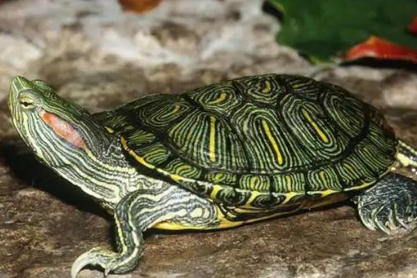 巴西龟需要冬眠吗，温度低于15℃时便会冬眠