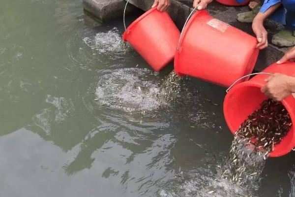 雅鱼苗的产地，主要产地在四川雅安