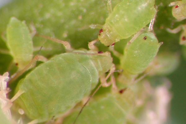 青菜的主要虫害怎么防治，需根据害虫种类采取对应措施