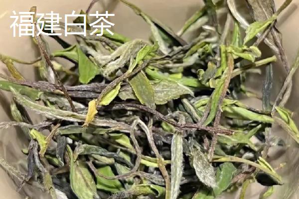 白茶的产地，福建、云南和陕西都产白茶