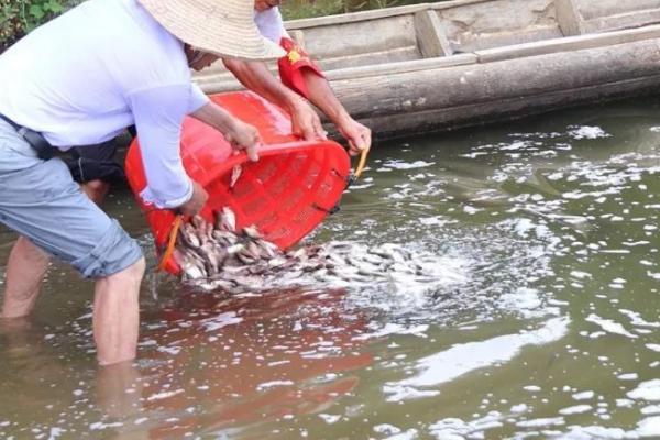 赤眼鳟生态养殖技术，池水透明度控制在25-30厘米