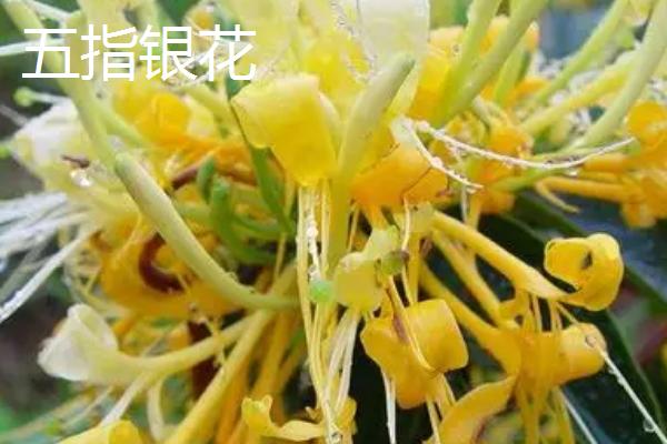 河南巩义市的特产，小相菊花是全国农产品地理标志