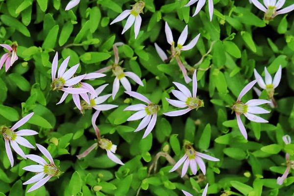 半边莲什么时候开花，一般5-9月开花