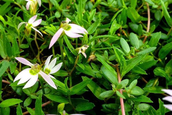 半边莲什么时候开花，一般5-9月开花