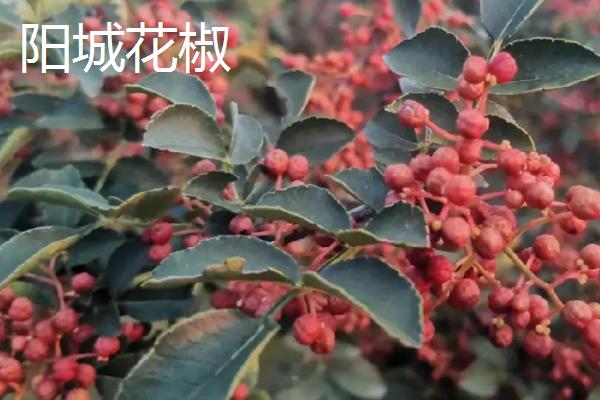 山西阳城县的特产，阳城冬虫夏草非常有名