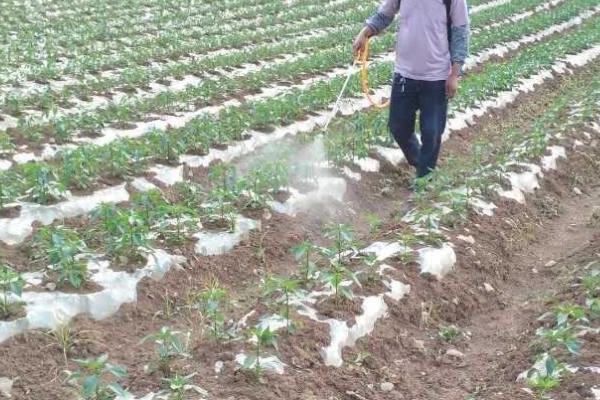 除草剂什么时候打好，不同季节打除草剂的时间不同